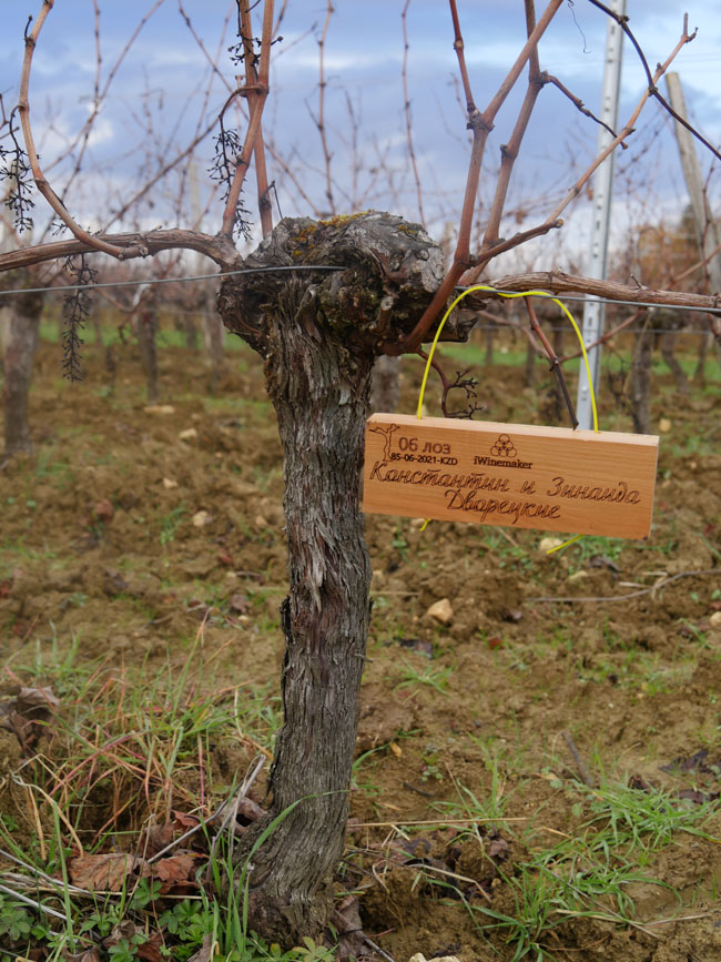 Виноградник на урожай